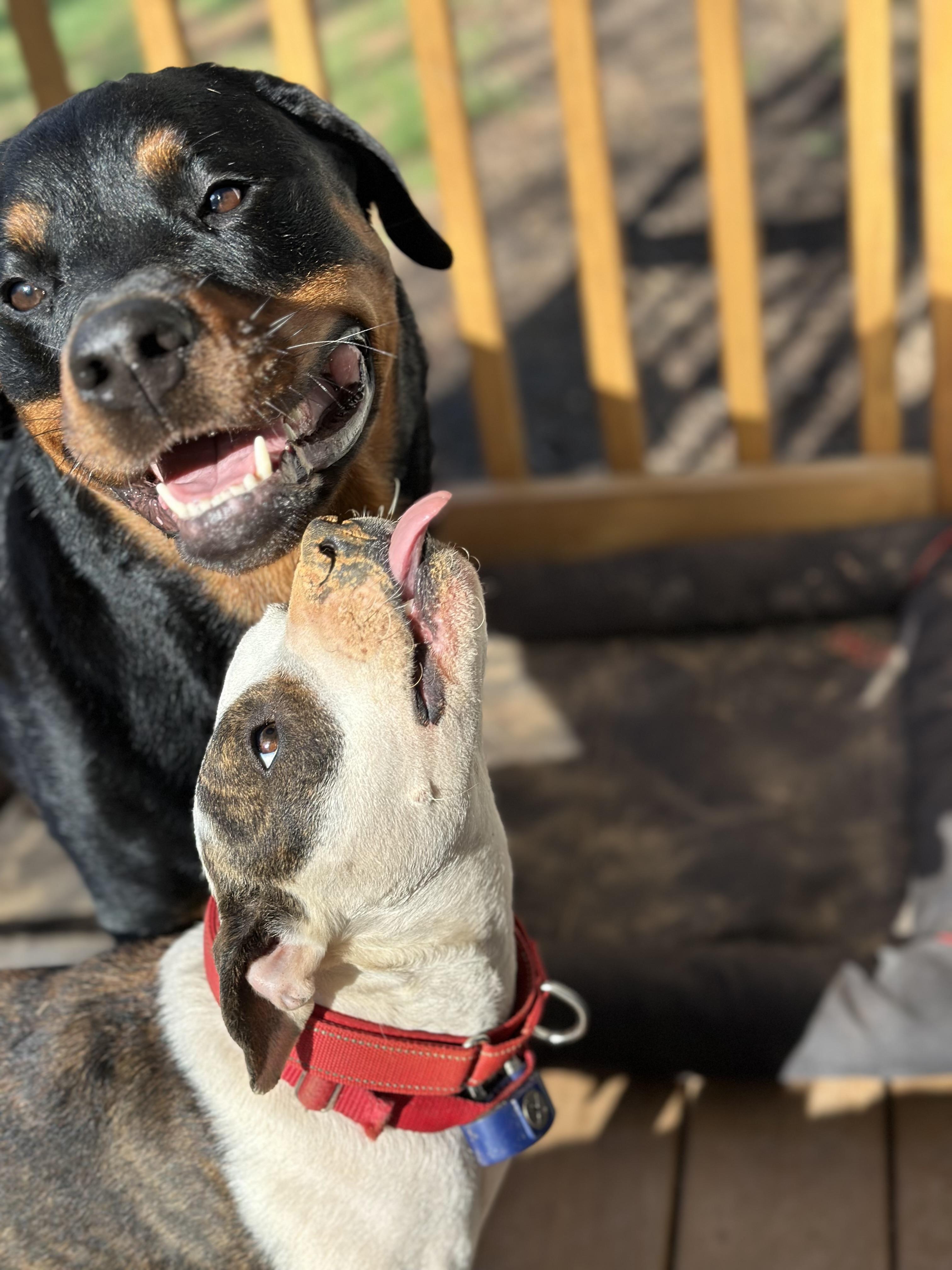 Feyre, Adopted, Adult Female American Staffordshire Terrier & American Bulldog.