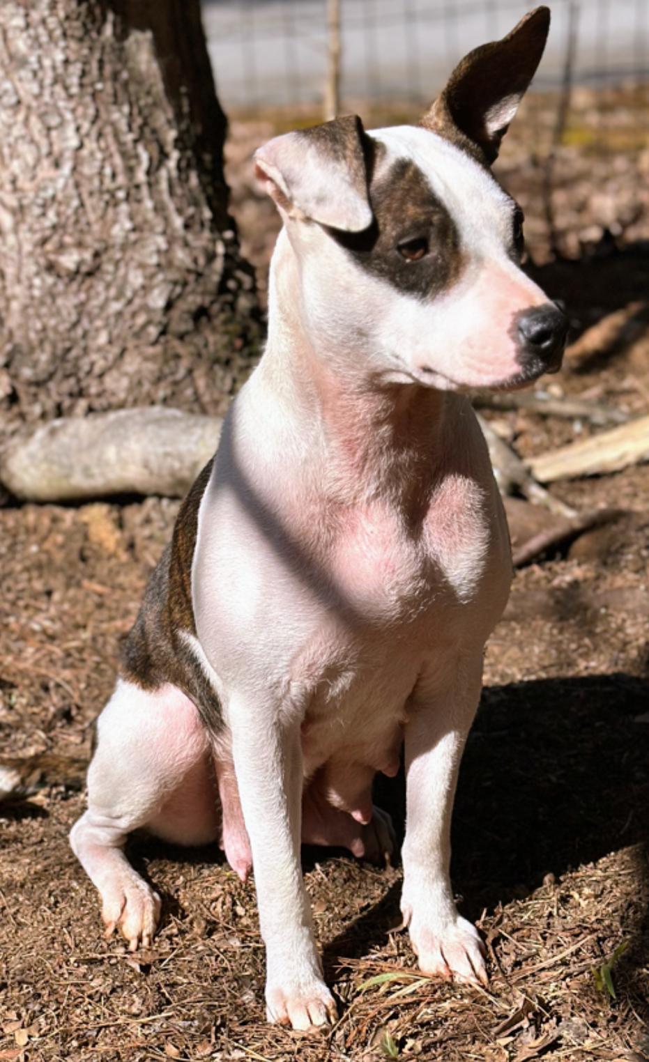 Enlarge Feyre, a Adopted mixed breed in Catawba, NC image 4/6