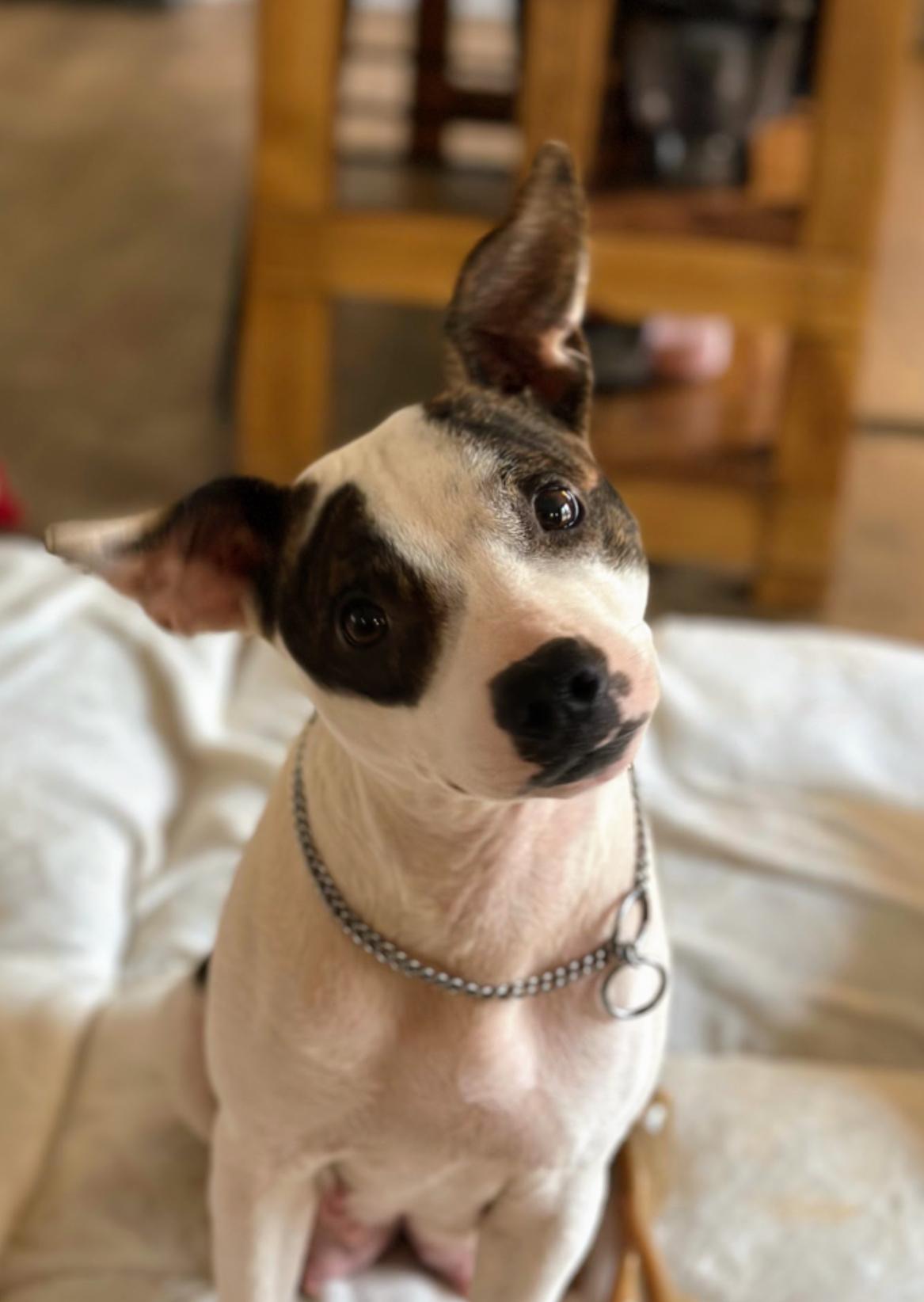 Enlarge Feyre, a Adopted mixed breed in Catawba, NC image 1/6