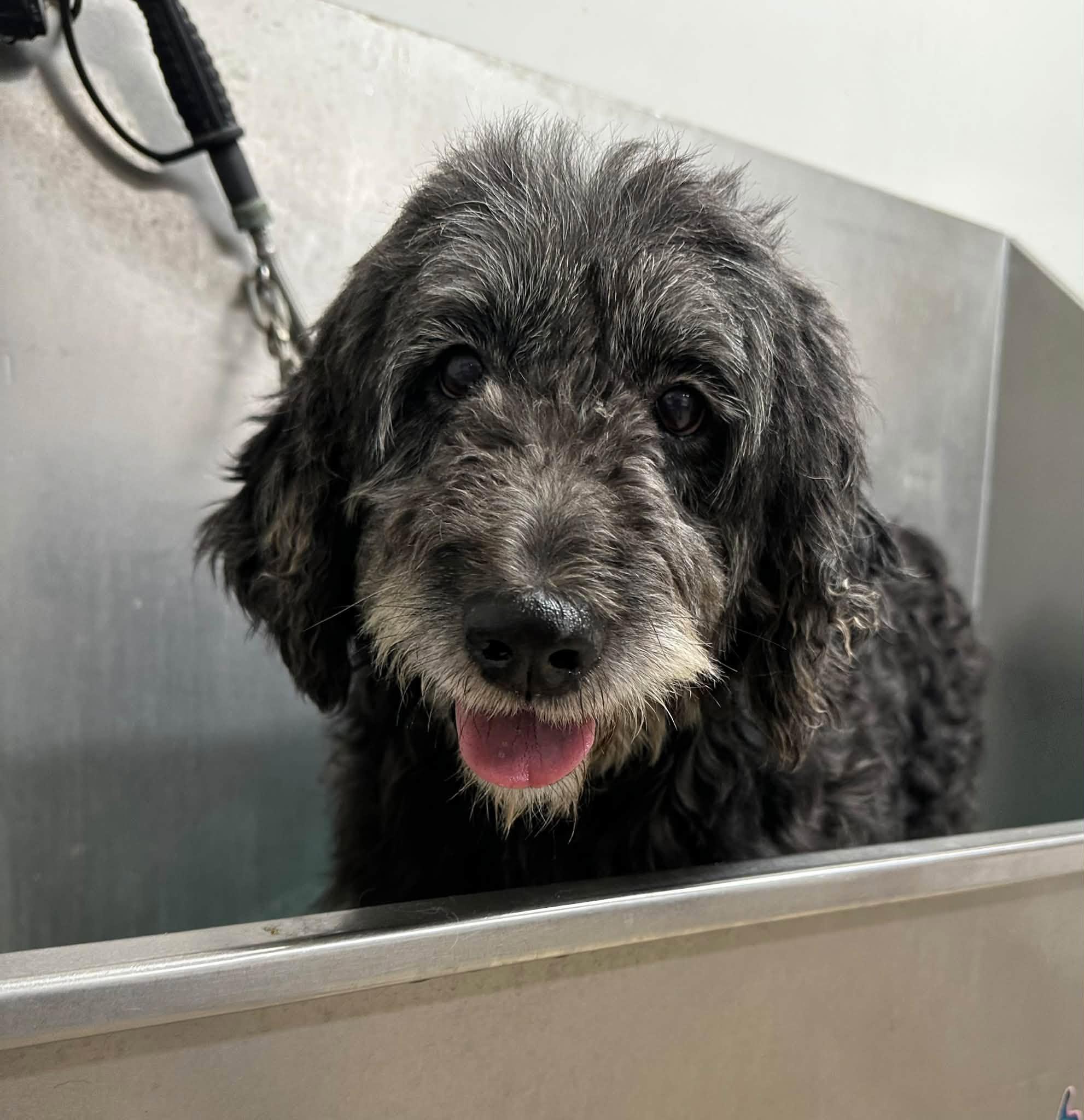 Enlarge Meg-Foster Home Needed, a Adoptable Poodle in Hartland, WI image 3/6