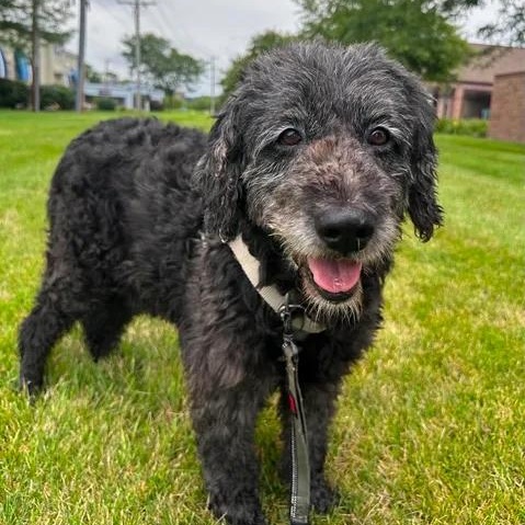 Enlarge Meg-Foster Home Needed, a ADOPTABLE Poodle in Hartland, WI image 1/6