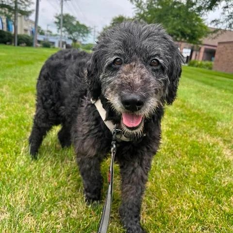Enlarge Meg-Foster Home Needed, a ADOPTABLE Poodle in Hartland, WI image 3/6