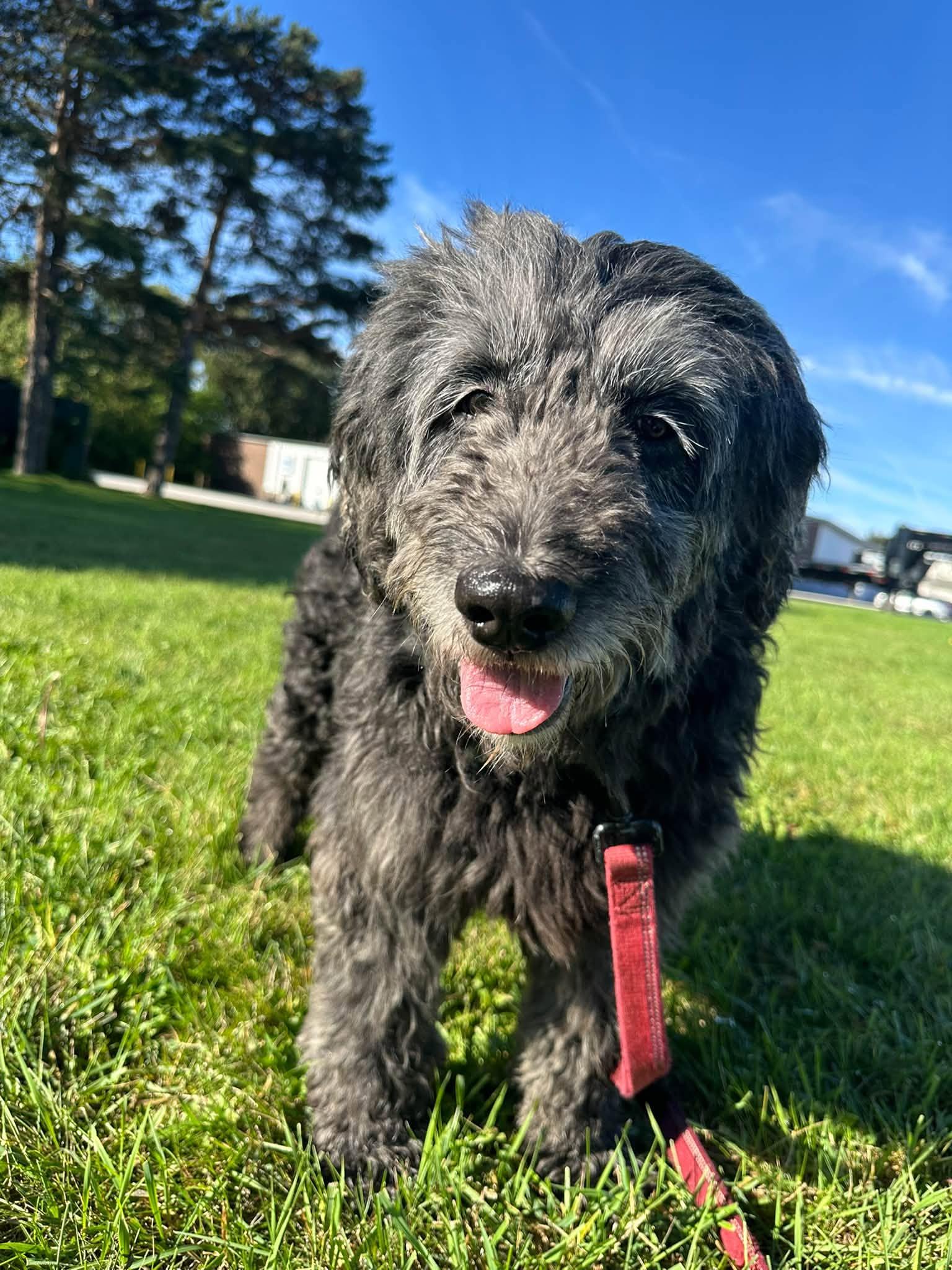 Meg-Foster Home Needed, Adoptable, Adult Female Poodle.