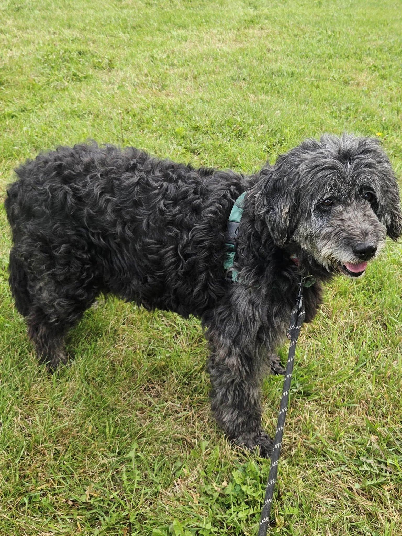 Enlarge Meg-Foster Home Needed, a Adoptable Poodle in Hartland, WI image 2/6