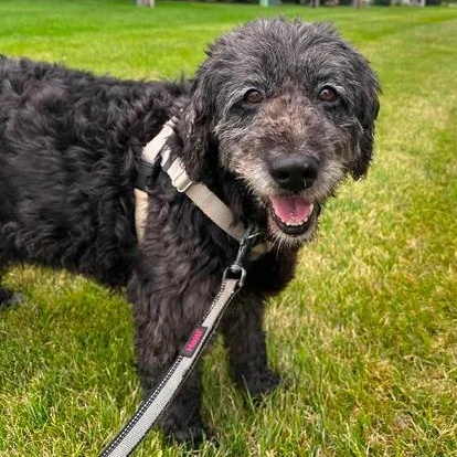 Enlarge Meg-Foster Home Needed, a ADOPTABLE Poodle in Hartland, WI image 4/6