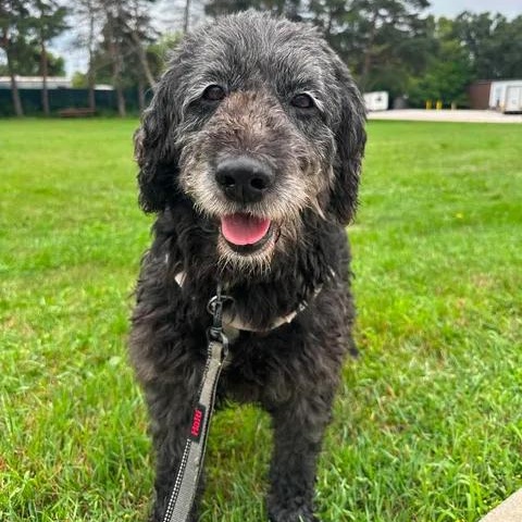 Enlarge Meg-Foster Home Needed, a ADOPTABLE Poodle in Hartland, WI image 5/6