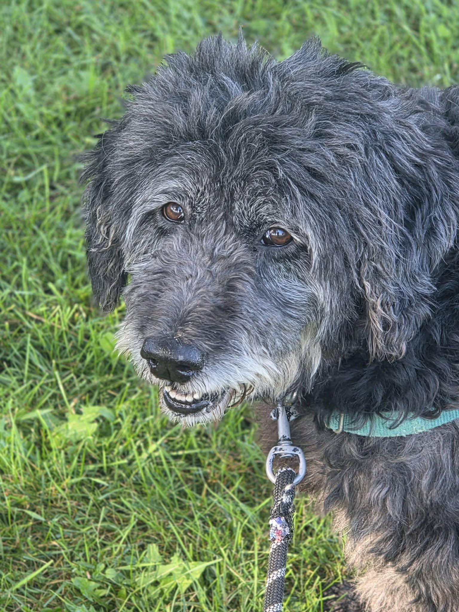 Enlarge Meg-Foster Home Needed, a Adoptable Poodle in Hartland, WI image 4/6