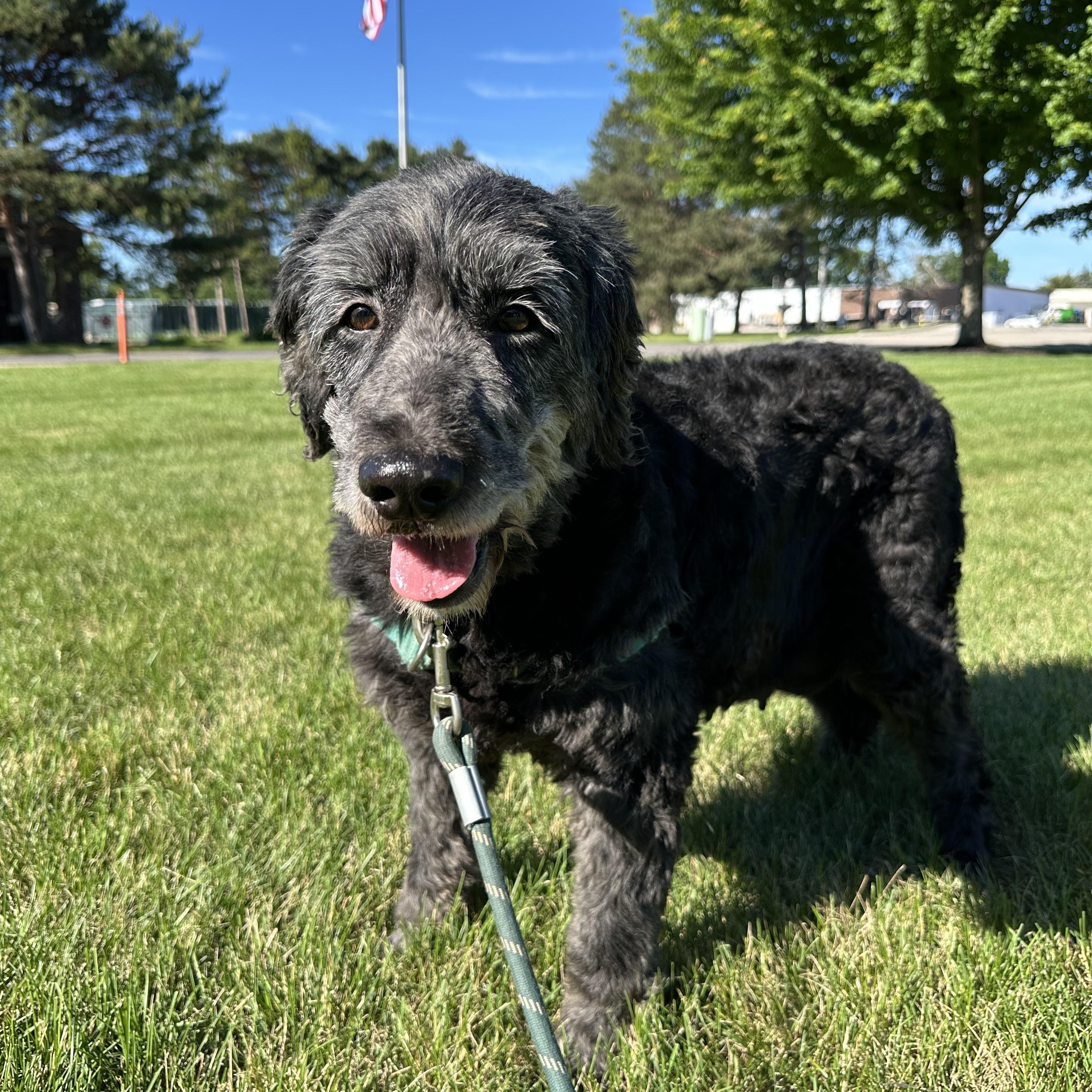 Enlarge Meg-Foster Home Needed, a ADOPTABLE Poodle in Hartland, WI image 2/6