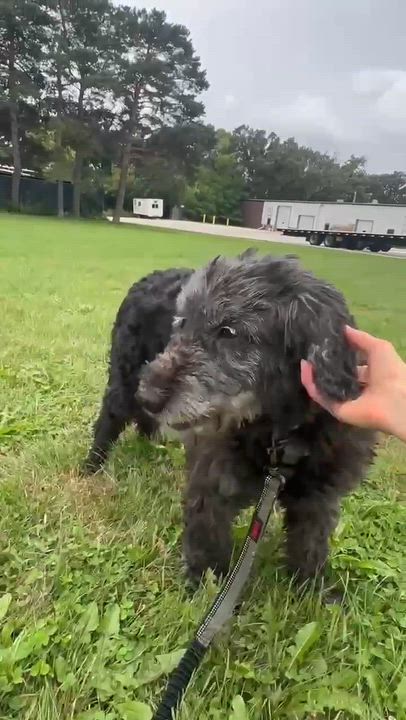 Enlarge Meg-Foster Home Needed, a ADOPTABLE Poodle in Hartland, WI video 6/6