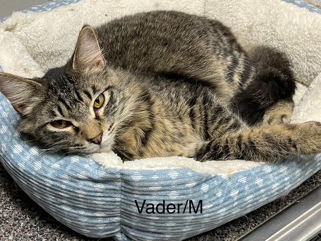 Vader, Adoptable, Young Male Domestic Medium Hair.