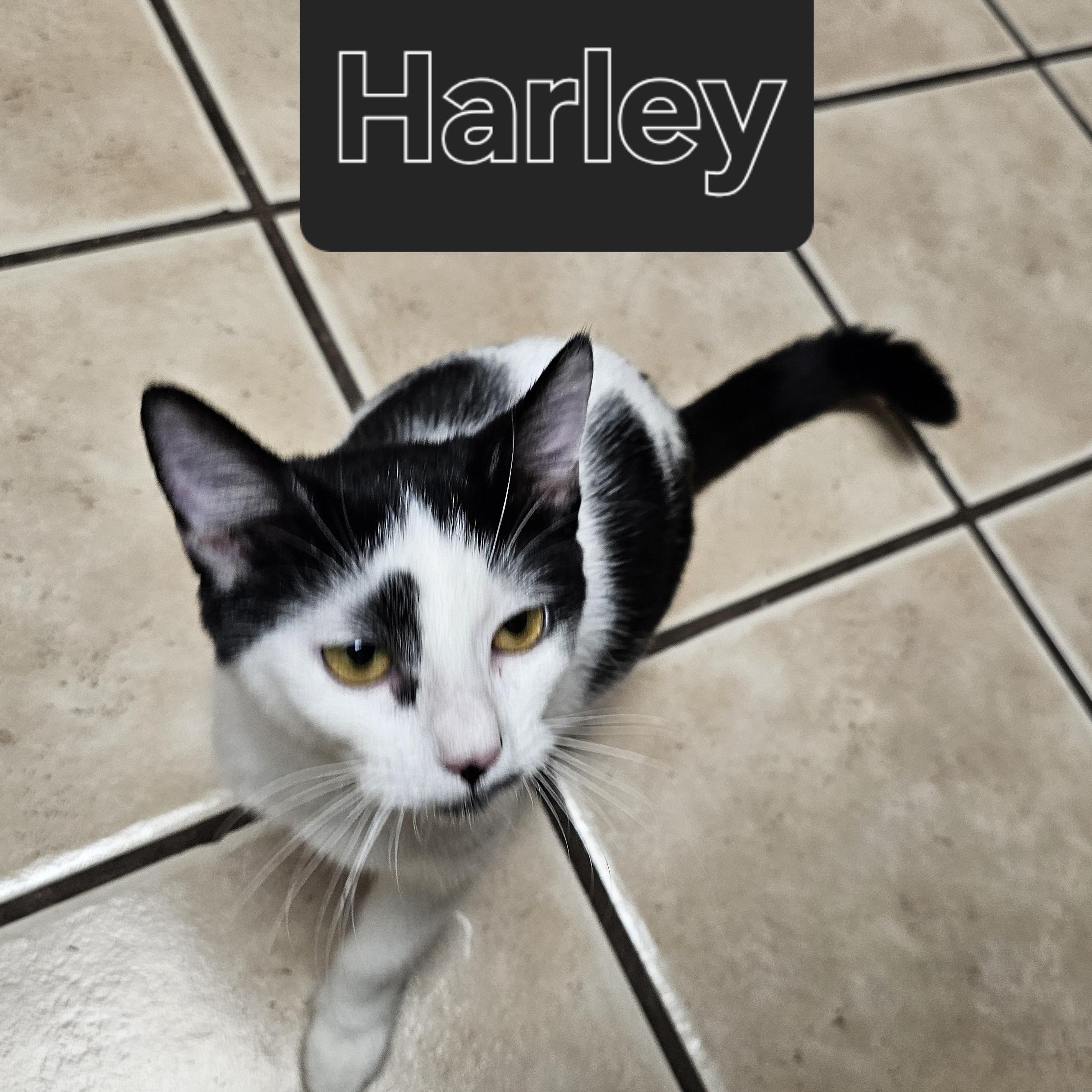 Enlarge Harlequin (Harley), a Adoptable Domestic Short Hair in Fort Worth, TX image 2/3