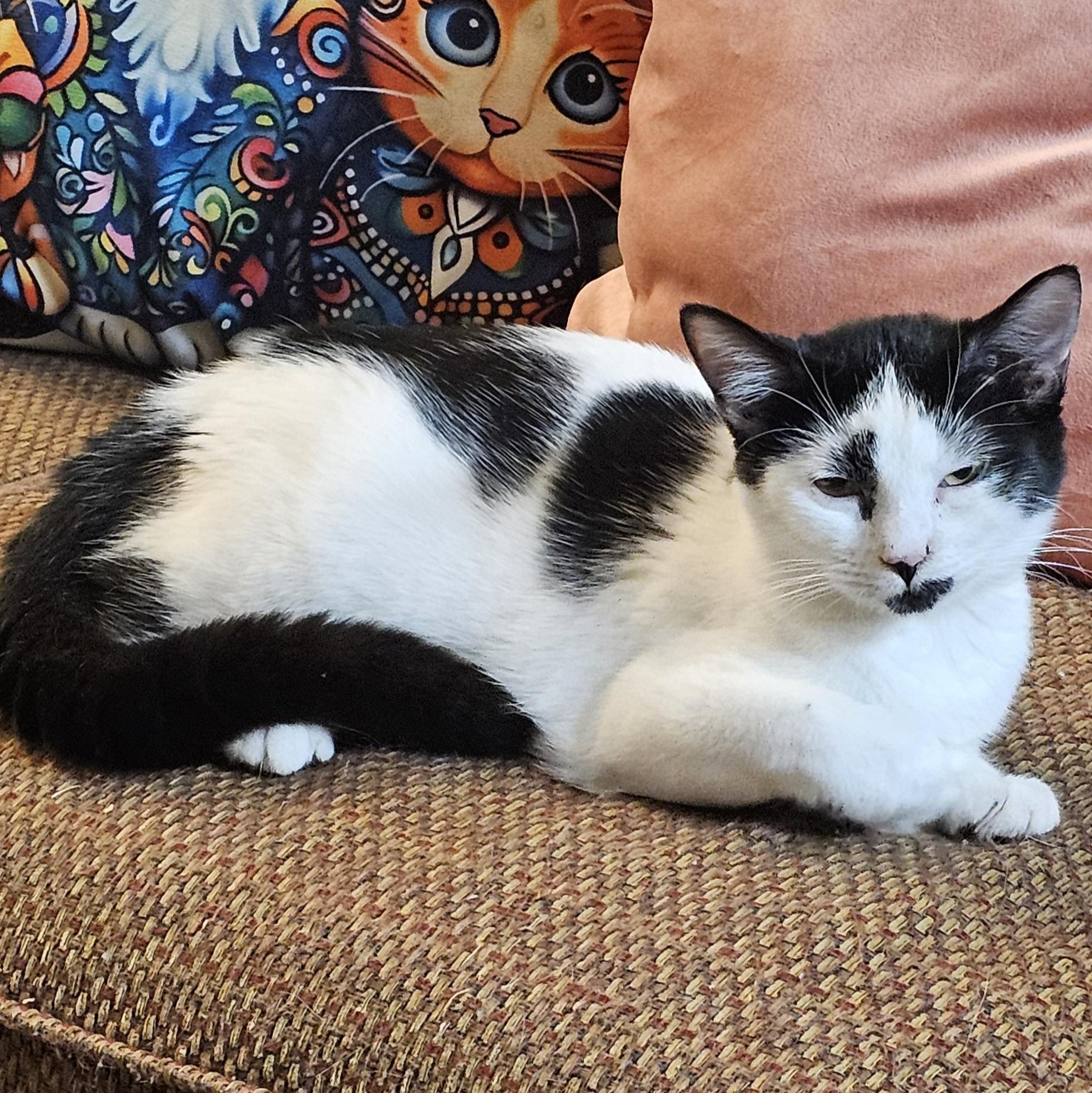 Harlequin (Harley), Adoptable, Young Female Domestic Short Hair.