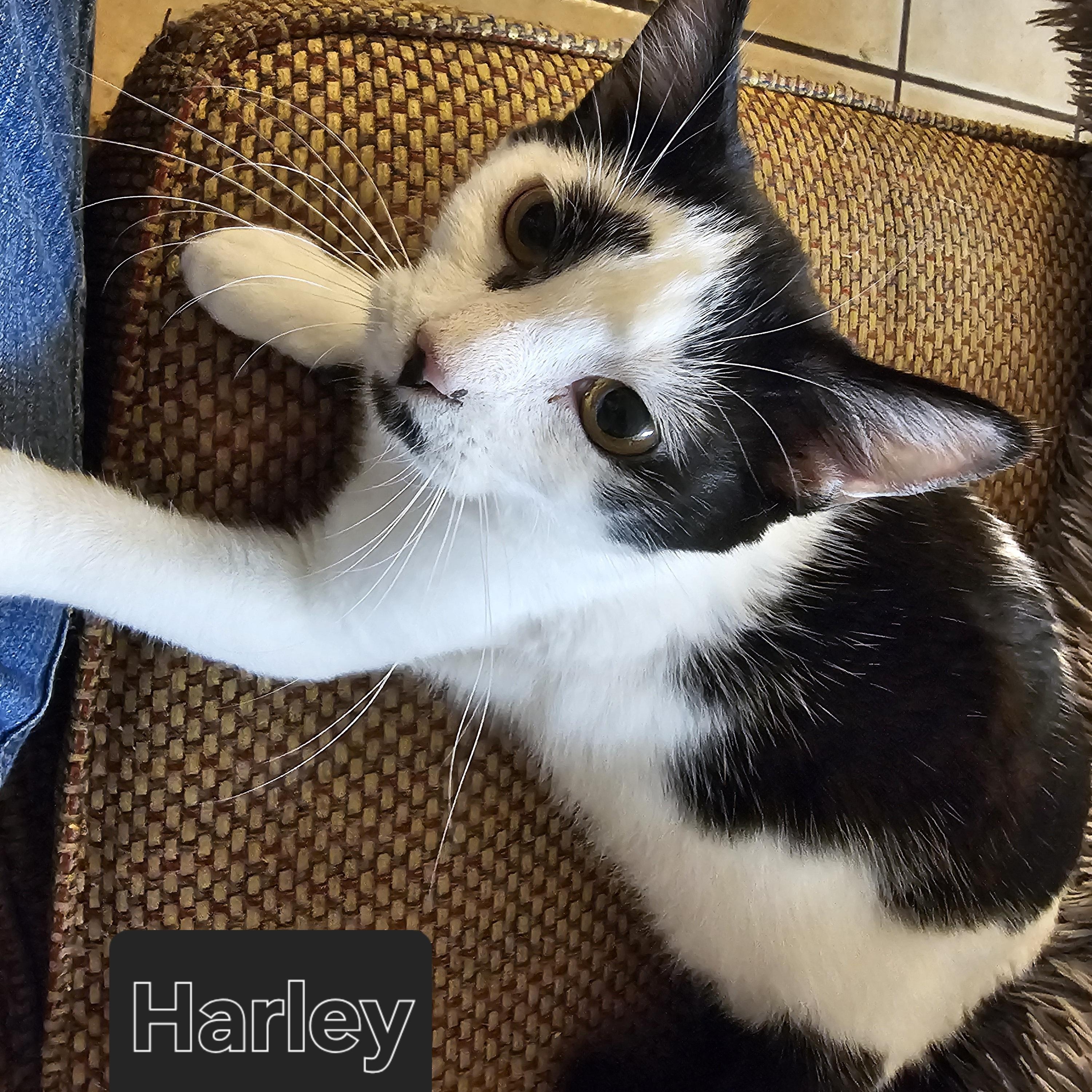 Enlarge Harlequin (Harley), a Adoptable Domestic Short Hair in Fort Worth, TX image 3/3
