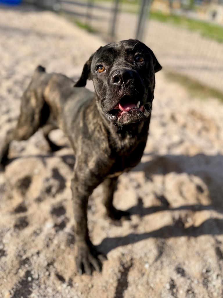 Hoolihan, Adoptable, Puppy Male Mastiff.