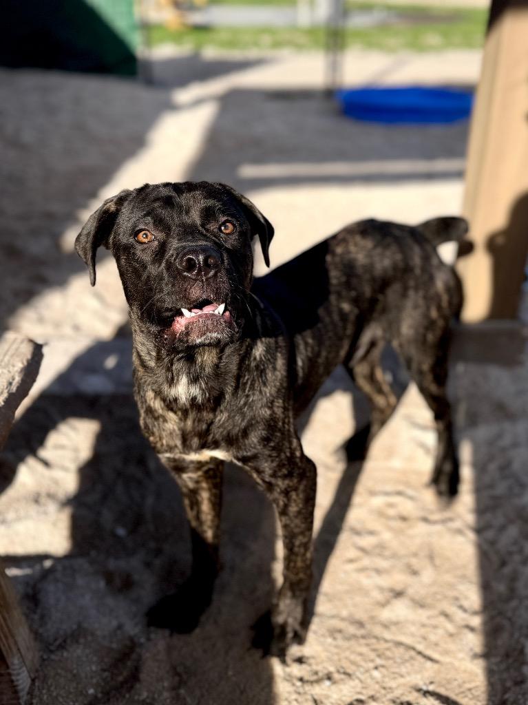 Enlarge Hoolihan, a Adoptable Mastiff in Muskegon, MI image 2/2
