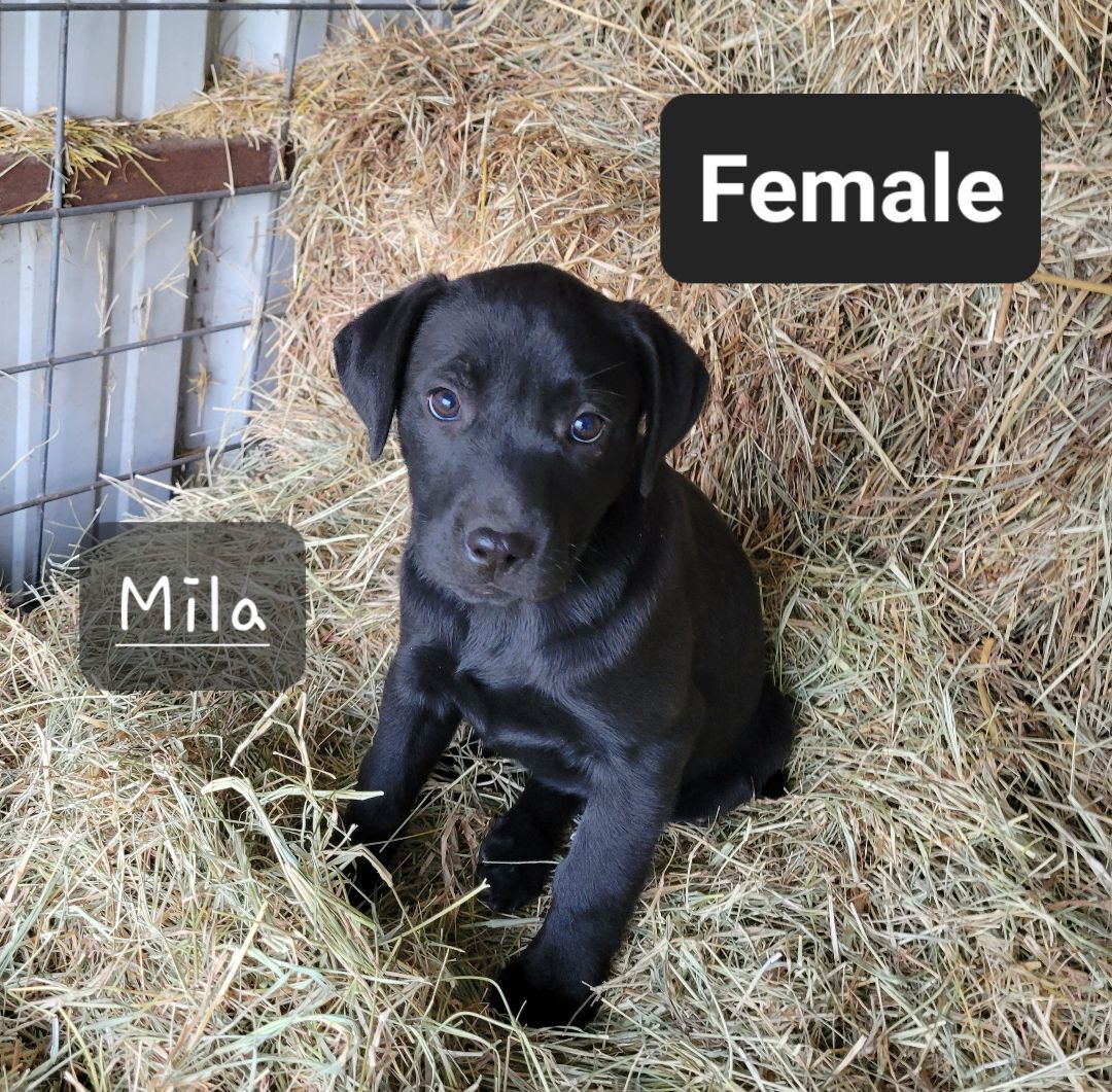 Mila, Adopted, Puppy Female Black Labrador Retriever & Mixed Breed.