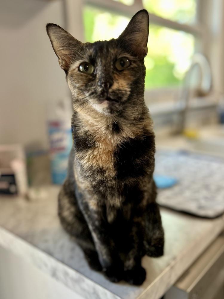 Meadow, Adoptable, Young Female Domestic Short Hair.