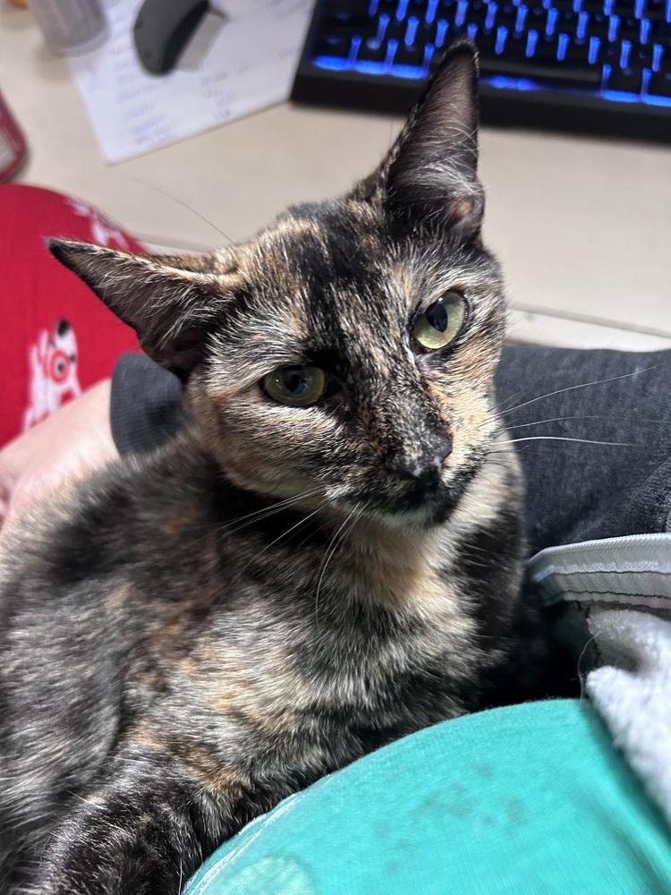 Enlarge Meadow, a Adoptable Domestic Short Hair in Fern Park, FL image 2/5