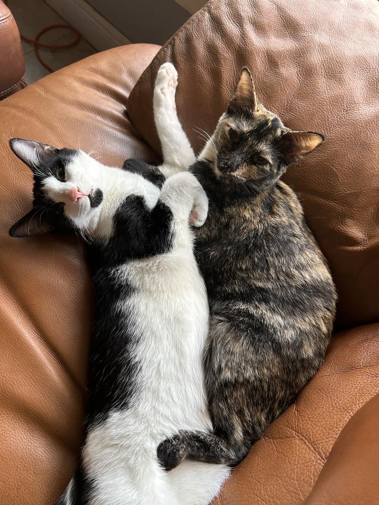 Enlarge Meadow, a Adoptable Domestic Short Hair in Fern Park, FL image 3/5