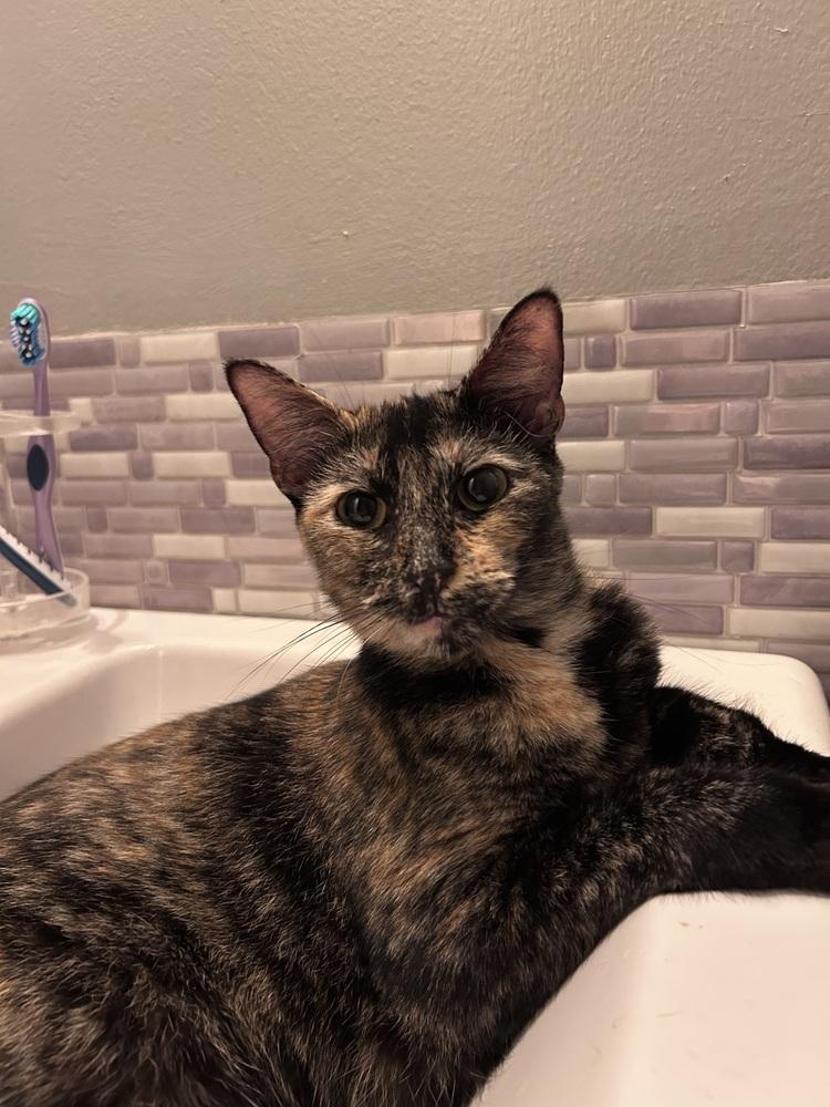 Enlarge Meadow, a Adoptable Domestic Short Hair in Fern Park, FL image 4/5