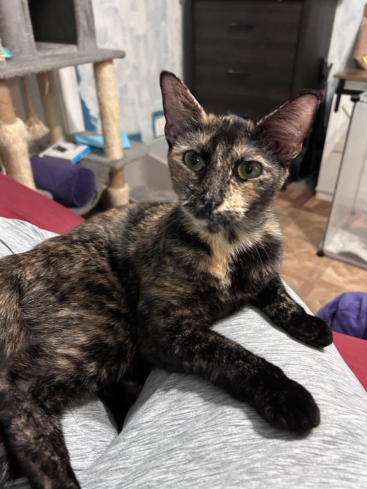 Enlarge Meadow, a Adoptable Domestic Short Hair in Fern Park, FL image 5/5