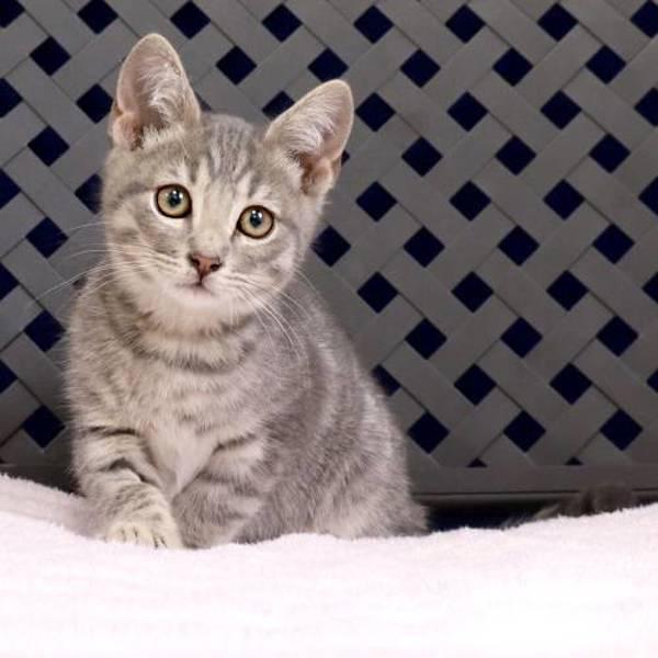 Enlarge Neo, a Adoptable mixed breed in Fort Davis, TX image 1/2