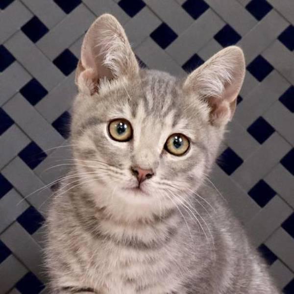 Enlarge Neo, a Adoptable mixed breed in Fort Davis, TX image 2/2