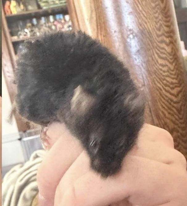 Enlarge Elsie, Evelyn, & Fern, an adopted Mouse in Minneapolis, MN image 3/3
