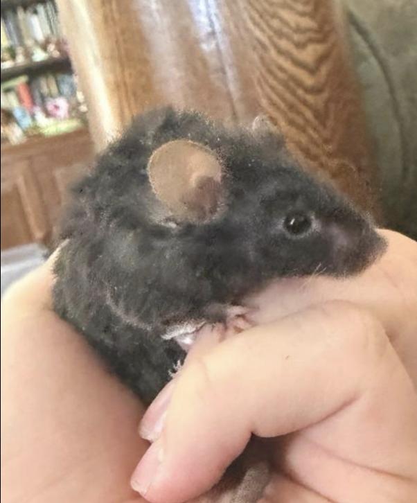 Enlarge Elsie, Evelyn, & Fern, an adopted Mouse in Minneapolis, MN image 1/3
