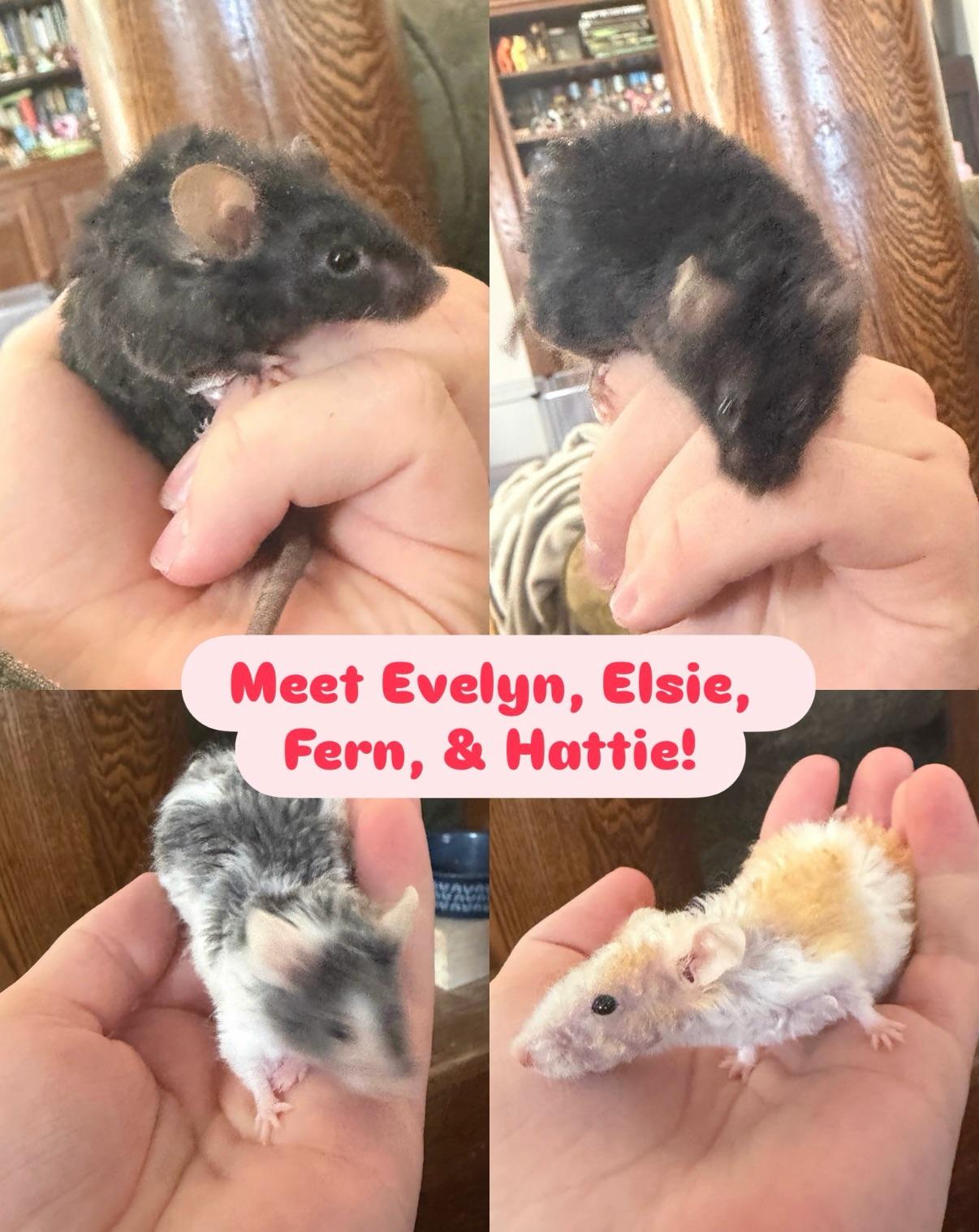 Elsie, Evelyn, Hattie, & Fern, ADOPTABLE, Young Female Mouse.