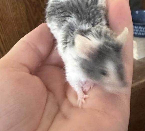 Enlarge Elsie, Evelyn, & Fern, an adopted Mouse in Minneapolis, MN image 2/3