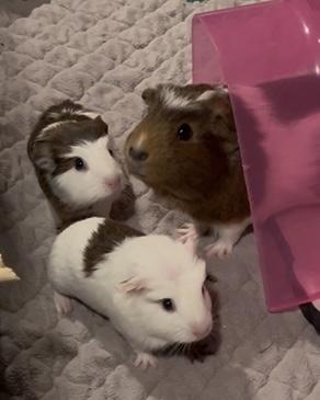 Enlarge Tab, a Adoptable Guinea Pig in Wellington, CO image 2/2