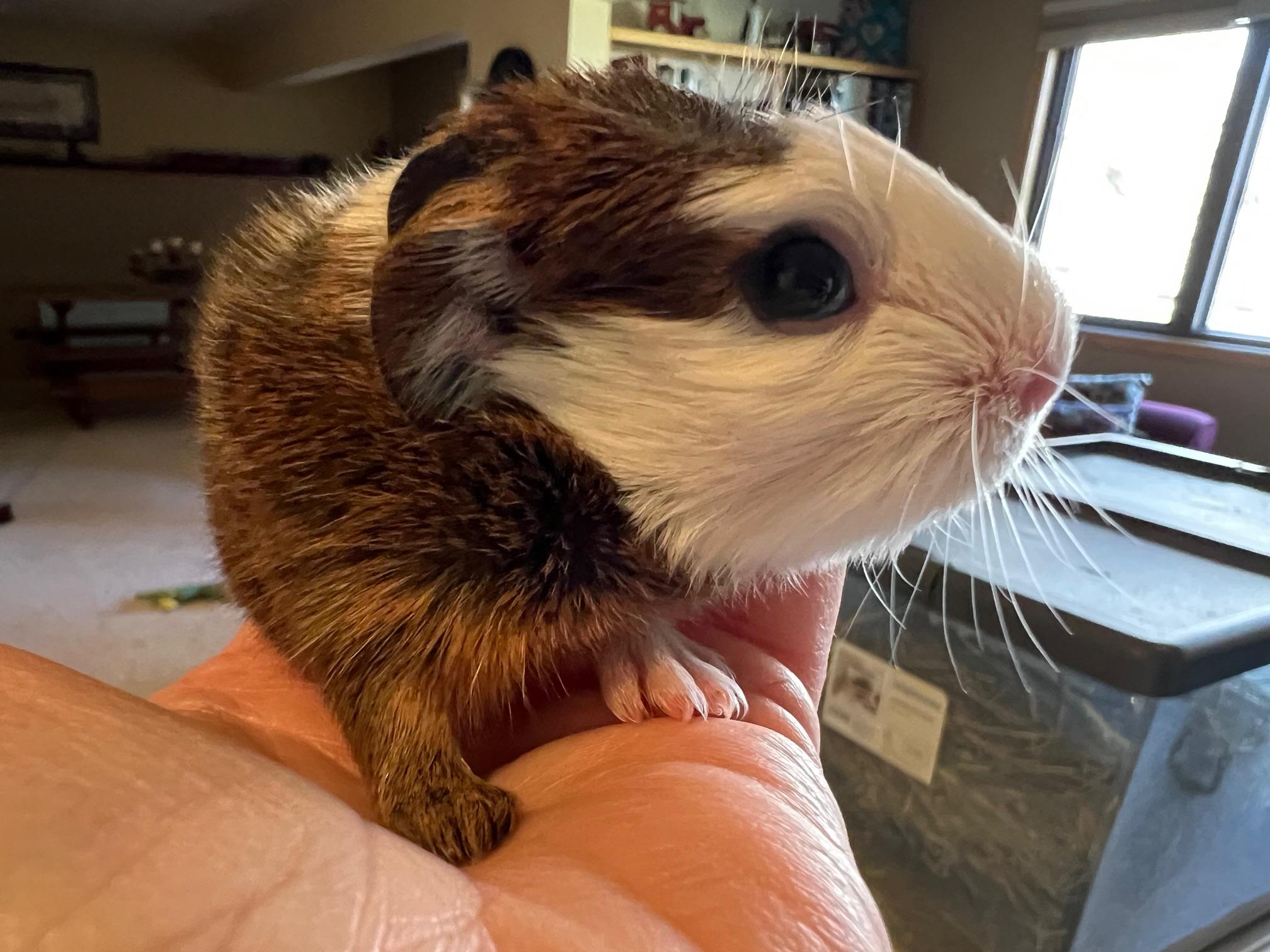 Tab, Adoptable, Baby Male Guinea Pig.