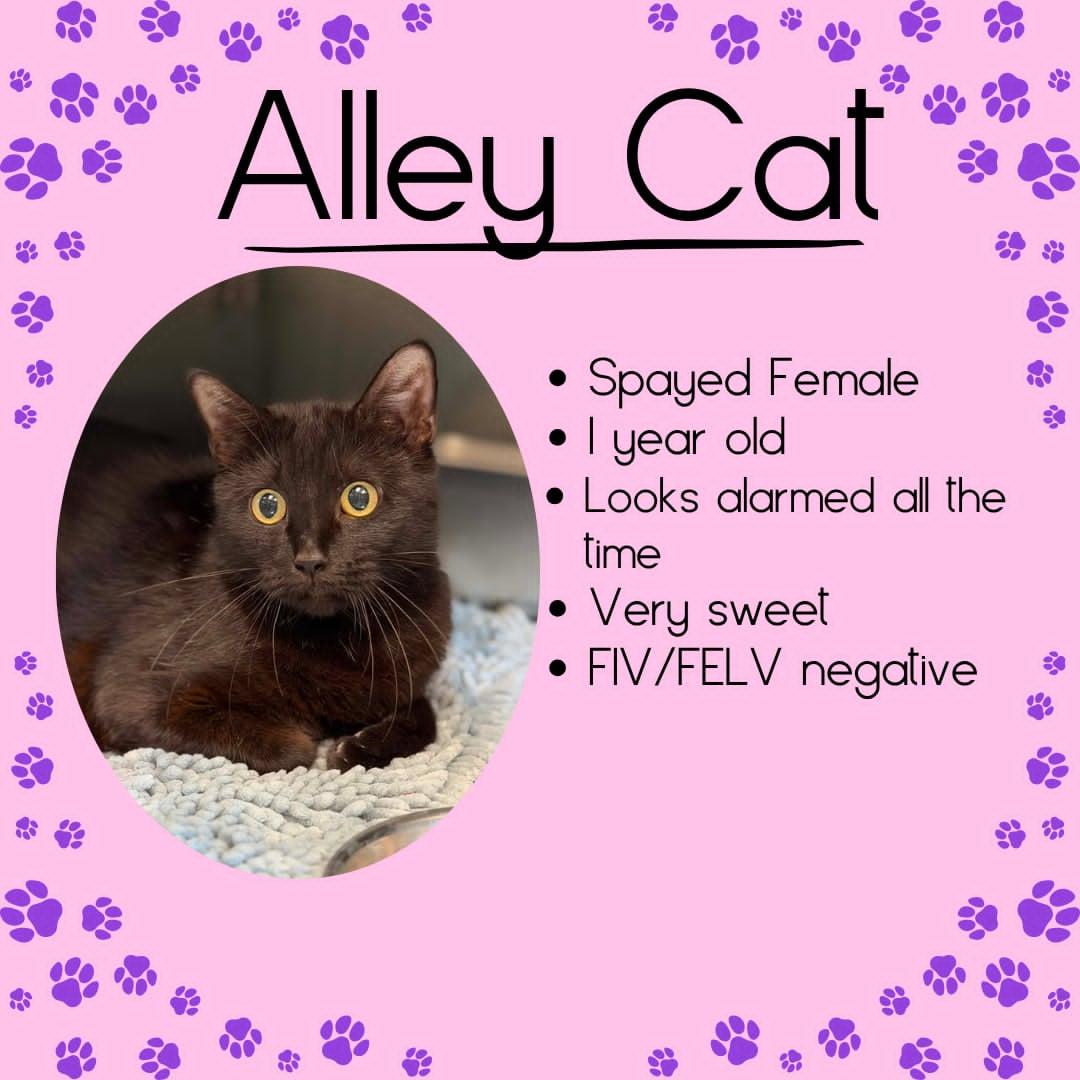 Enlarge Alleycat, a ADOPTABLE Domestic Short Hair in Junction City, KS image 1/1