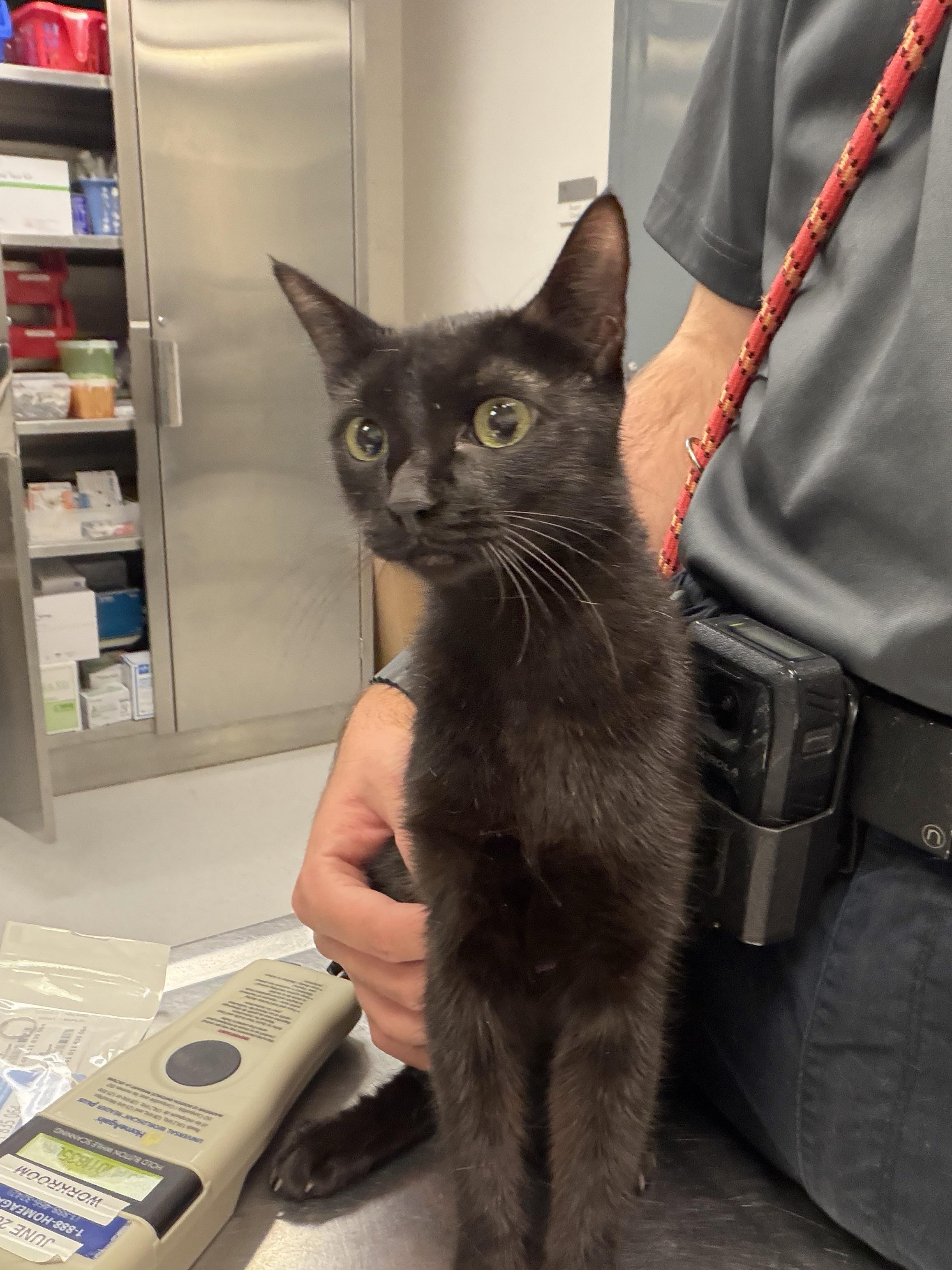 Mrs. Jones, ADOPTABLE, Adult Female Domestic Short Hair.