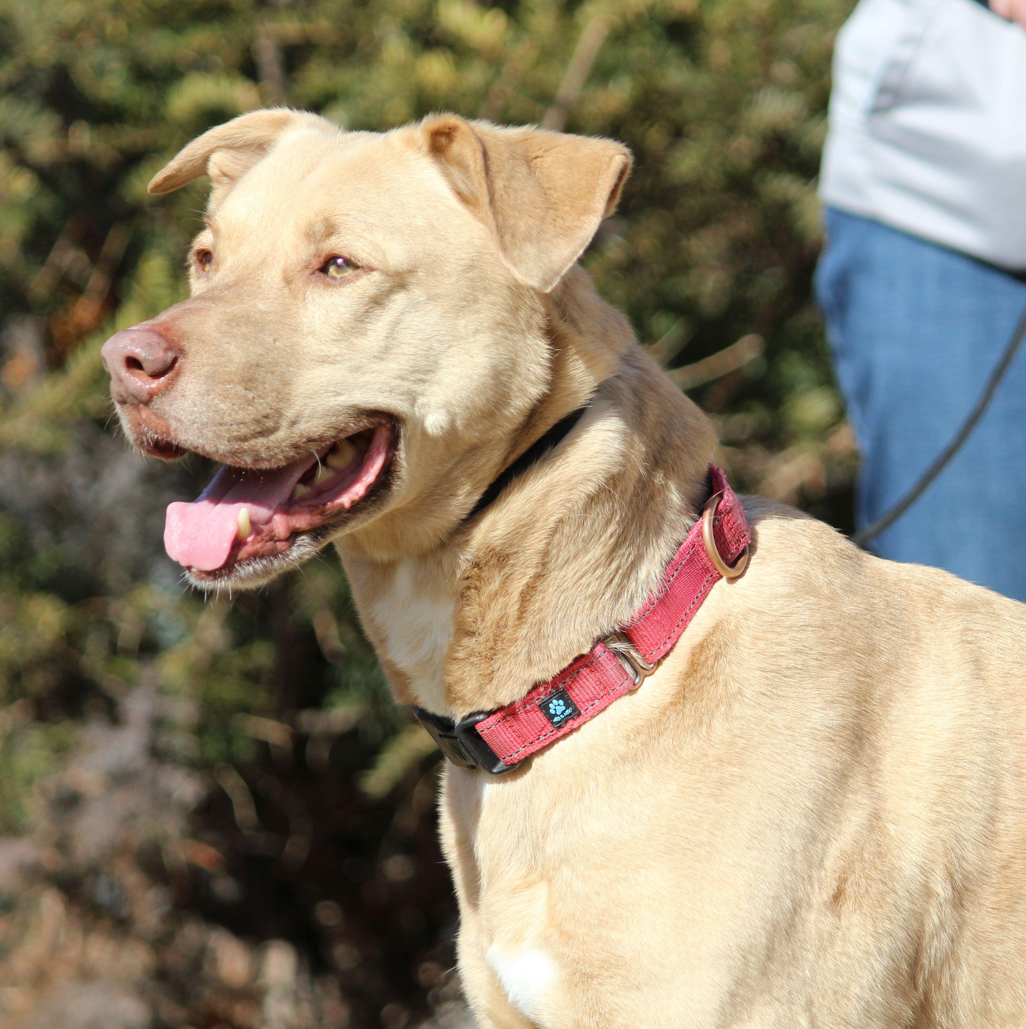 Enlarge Charlie, a ADOPTABLE mixed breed in Portage, WI image 4/5