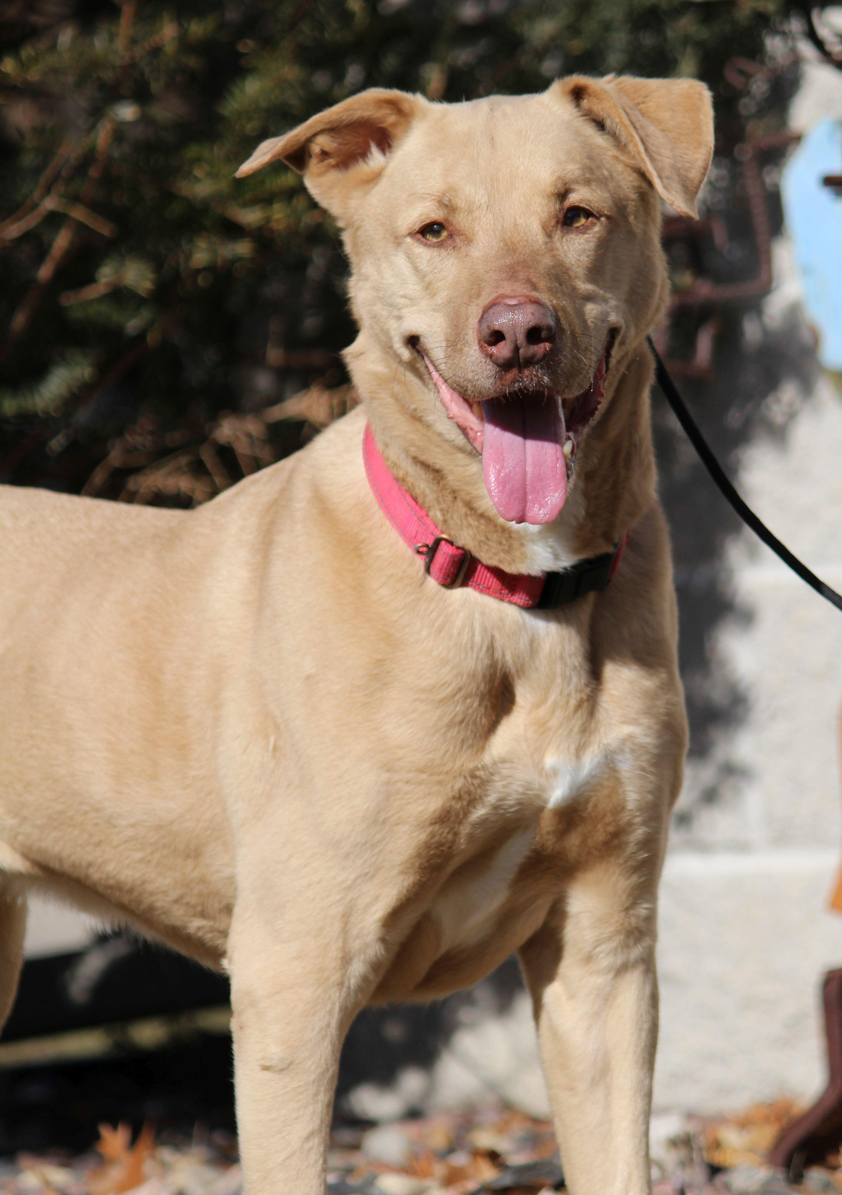 Enlarge Charlie, a ADOPTABLE mixed breed in Portage, WI image 2/5