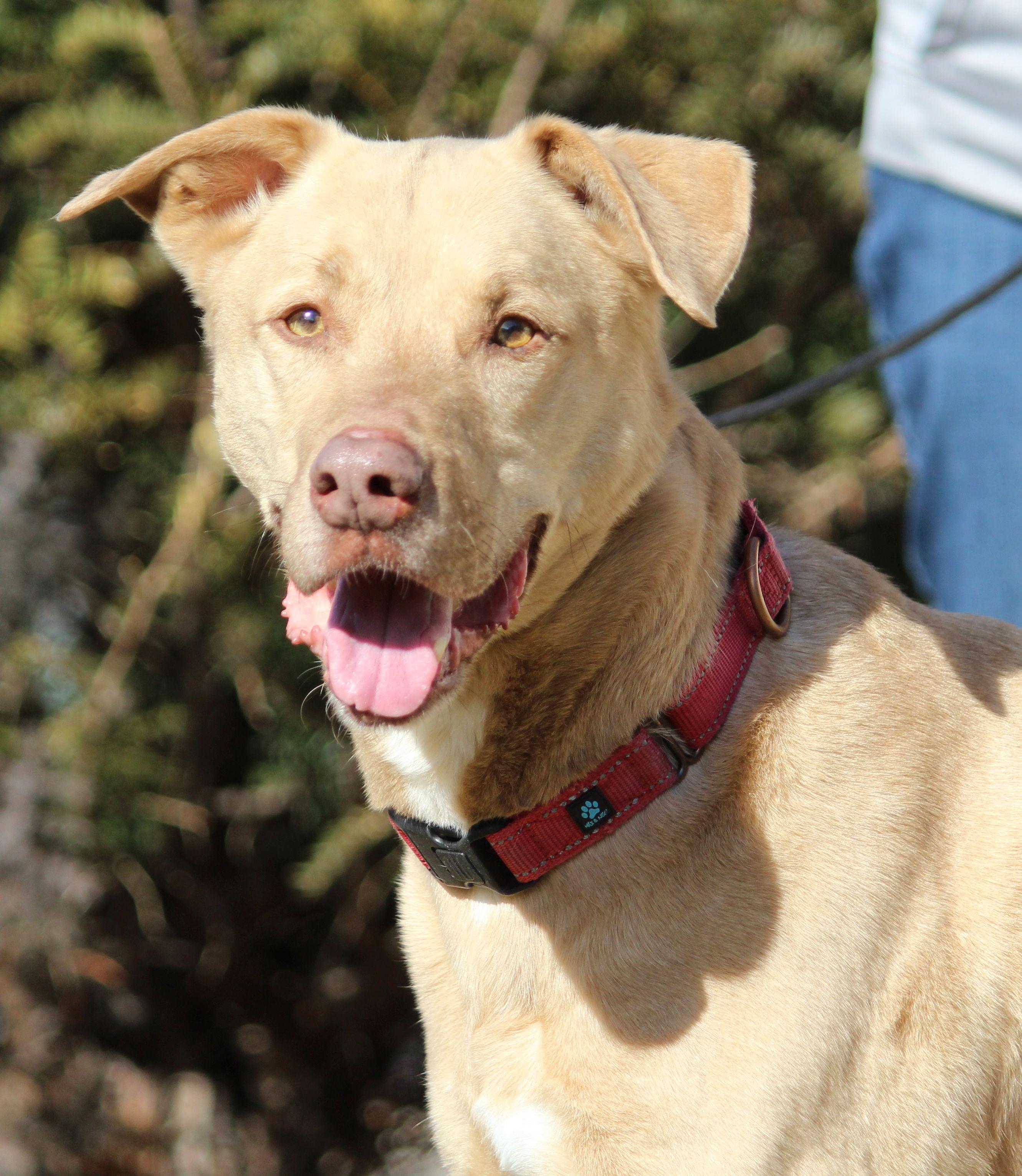 Enlarge Charlie, a ADOPTABLE mixed breed in Portage, WI image 5/5