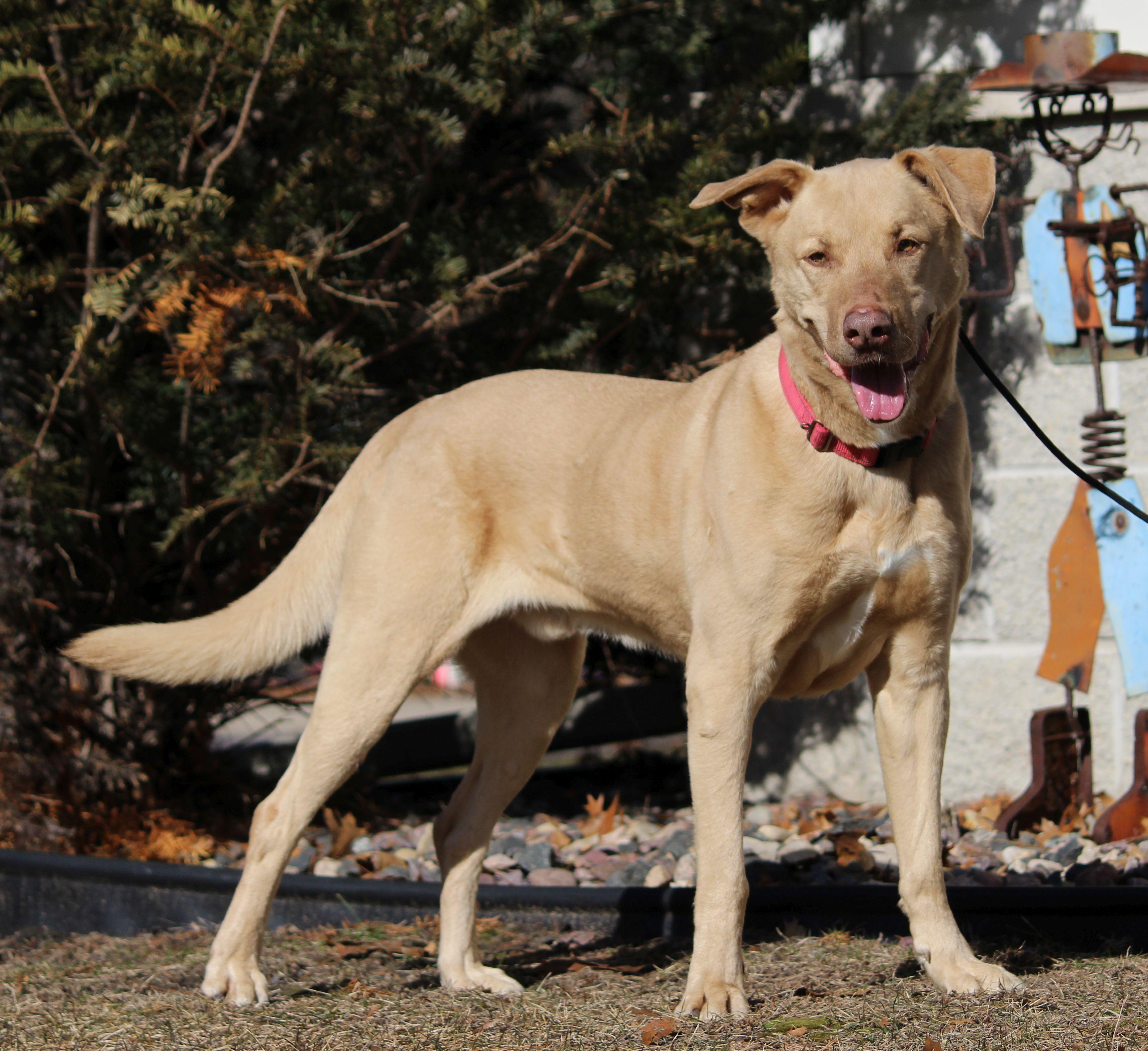 Charlie, ADOPTABLE, Adult Male Yellow Labrador Retriever.