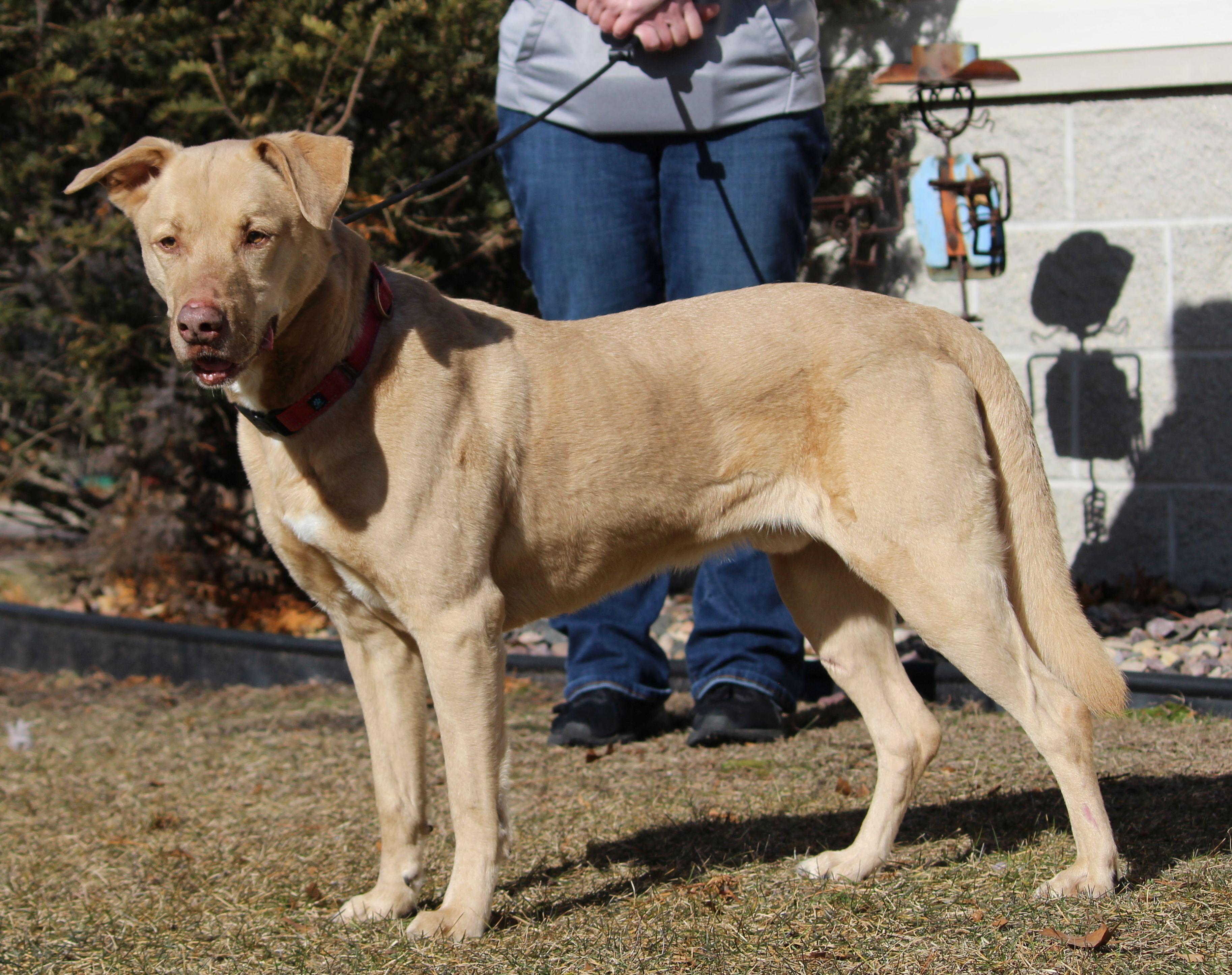 Enlarge Charlie, a ADOPTABLE mixed breed in Portage, WI image 3/5