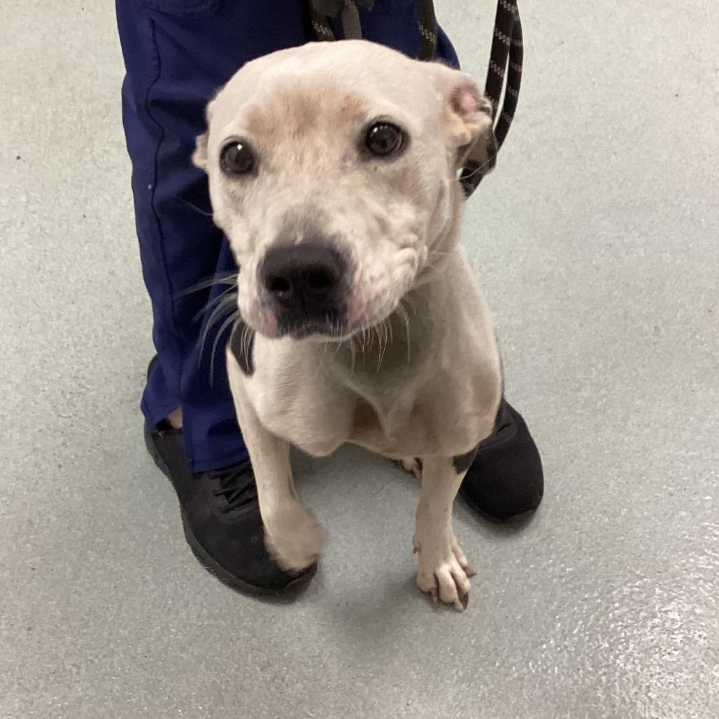 Elsie, Adoptable, Adult Female Mixed Breed.