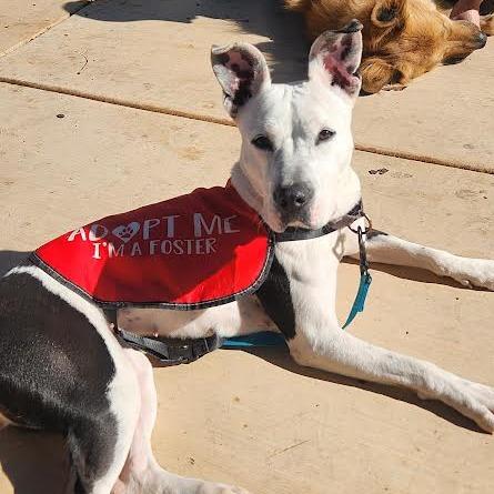 Enlarge Elsie, a Adoptable Mixed Breed in Abilene, TX image 2/6