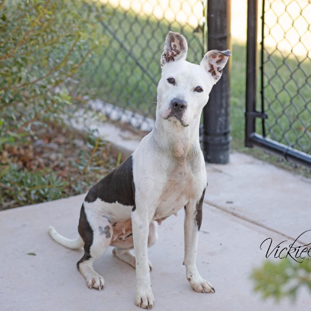 Enlarge Elsie, a Adoptable Mixed Breed in Abilene, TX image 2/4