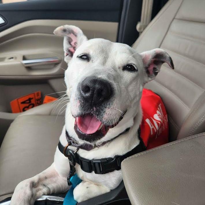 Enlarge Elsie, a Adoptable Mixed Breed in Abilene, TX image 4/6