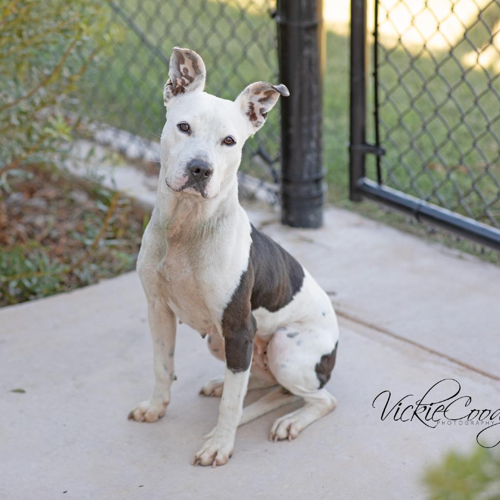 Enlarge Elsie, a Adoptable Mixed Breed in Abilene, TX image 3/4