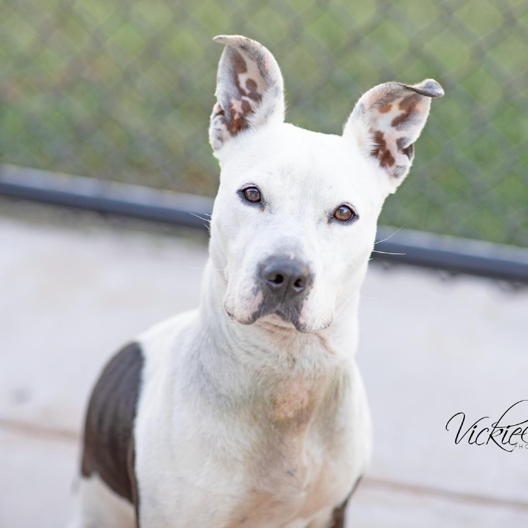 Enlarge Elsie, a Adoptable Mixed Breed in Abilene, TX image 4/4