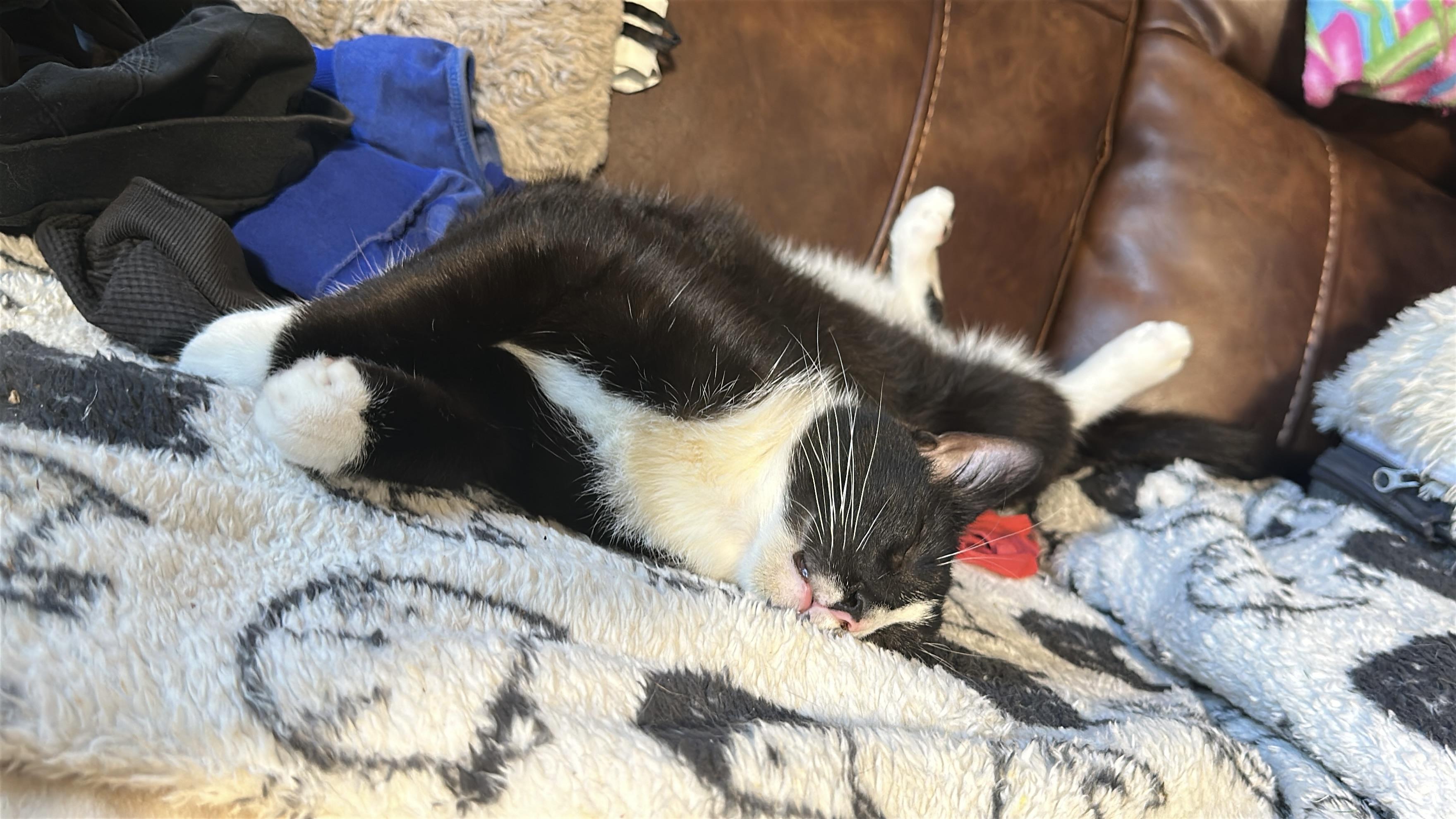 Enlarge Torino, a Adoptable Domestic Short Hair in Suffolk, VA image 5/6