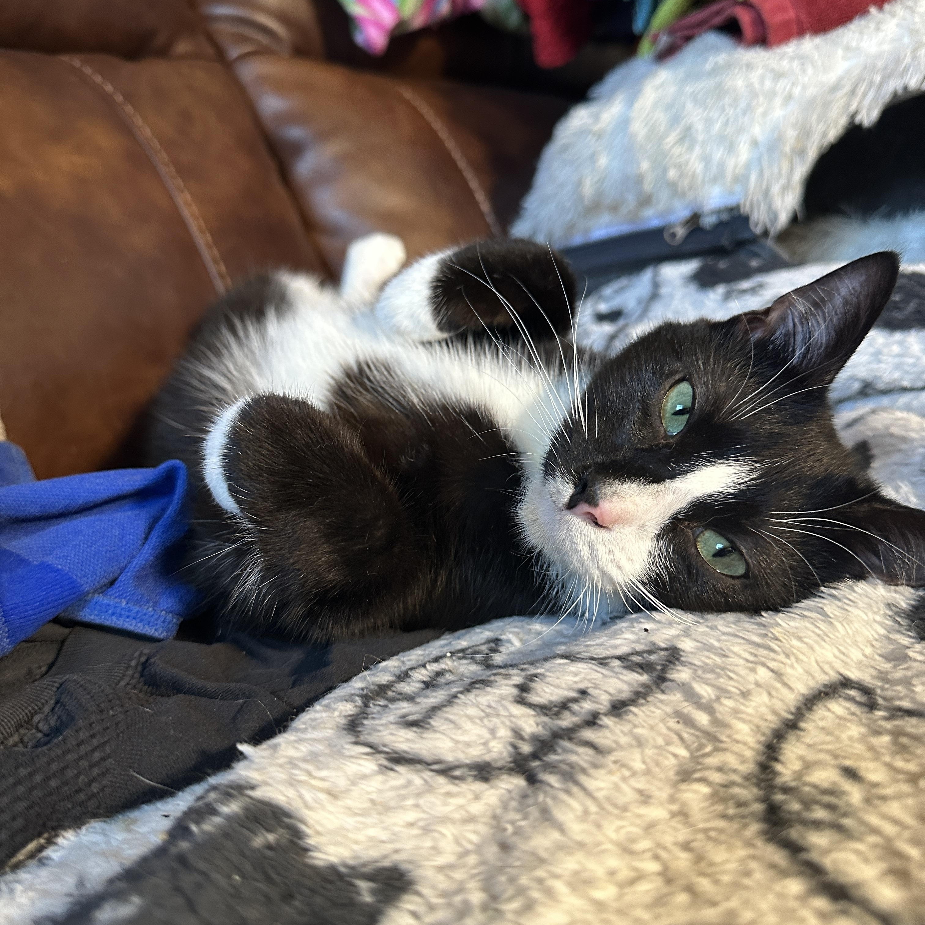 Enlarge Torino, a Adoptable Domestic Short Hair in Suffolk, VA image 1/6