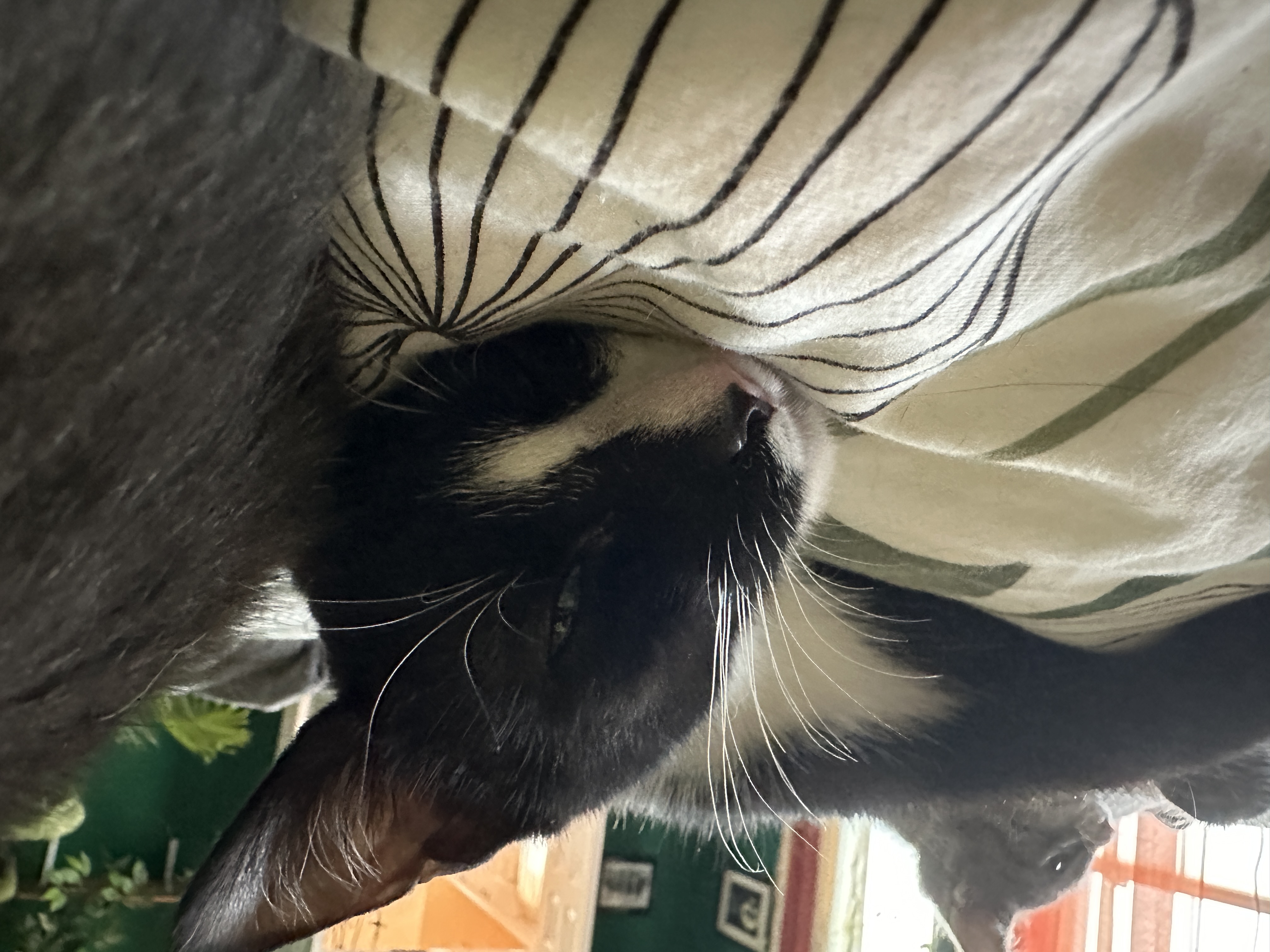 Enlarge Torino, a Adoptable Domestic Short Hair in Suffolk, VA image 3/6