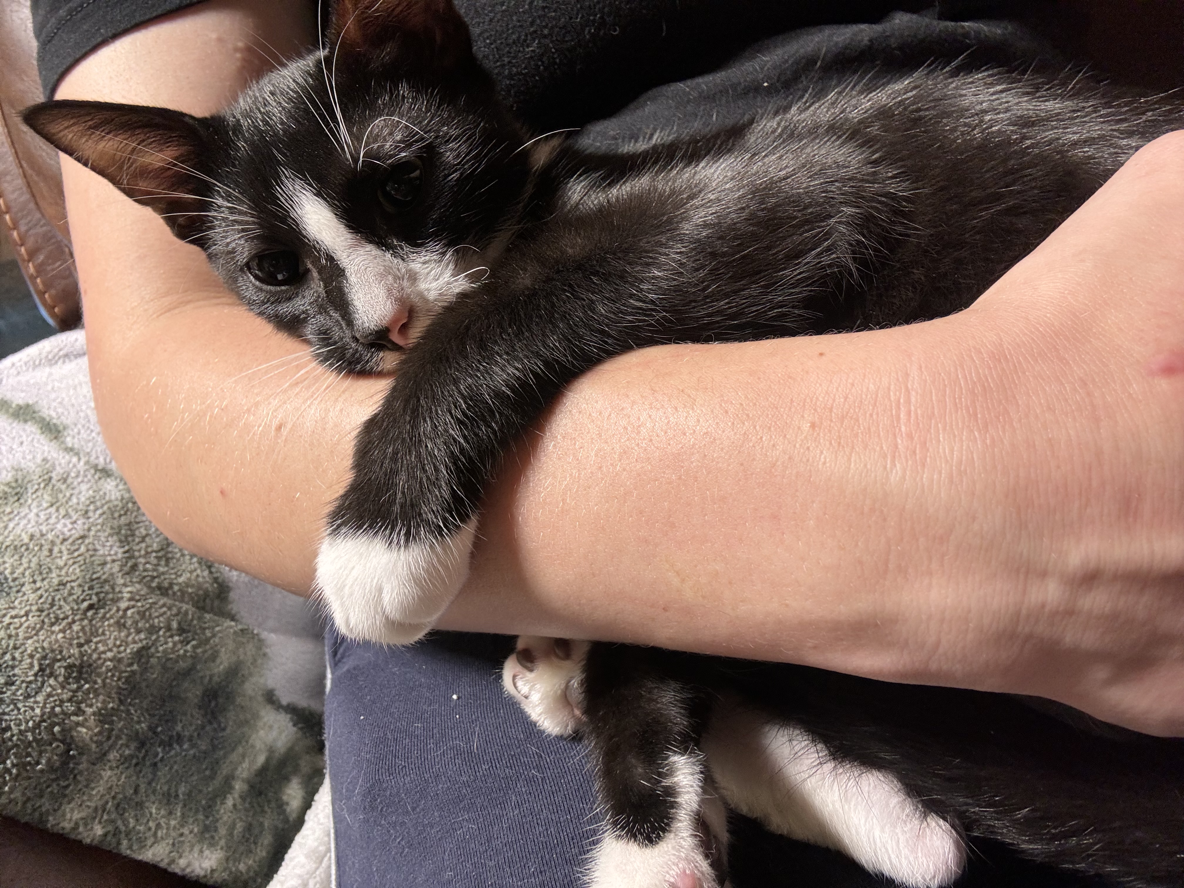 Enlarge Torino, a Adoptable Domestic Short Hair in Suffolk, VA image 4/6